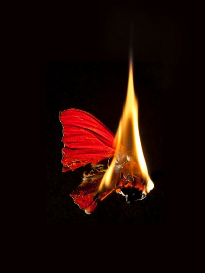Burning Butterfly 18, 2013 (Lambda print) - Mat Collishaw
