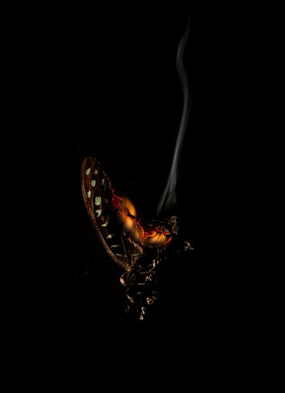 Burning Butterfly 5, 2013 (Lambda print) - Mat Collishaw