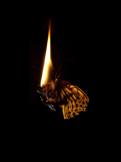 Burning Butterfly 6, 2013 (Lambda print) - Mat Collishaw
