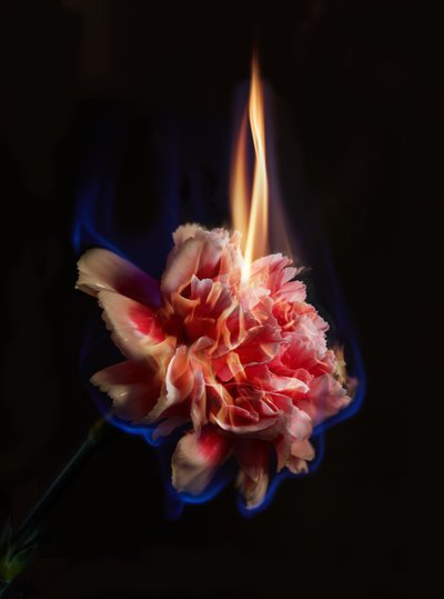 Effigie, 2013 (photographie C-type) - Mat Collishaw