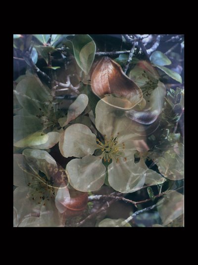 Flesheaters 5 - Mat Collishaw