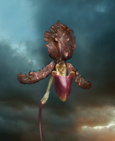 Fleurs infectieuses, Orchidée 2, 2005 (impression C-type) - Mat Collishaw