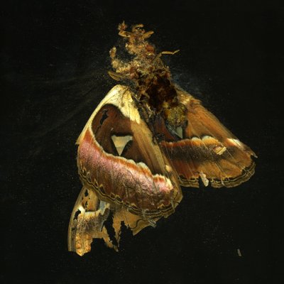 Insecticide 11, 2006 (photographie de type C) - Mat Collishaw