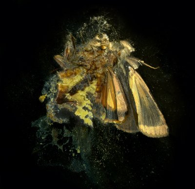 Insecticide 12, 2006 (photographie de type C) - Mat Collishaw