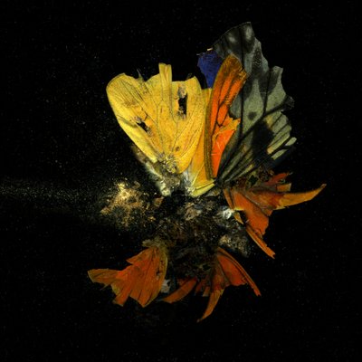 Insecticide 13, 2009 (photographie de type C) - Mat Collishaw