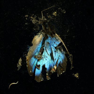 Insecticide 16, 2009 (C-type photograph) - Mat Collishaw