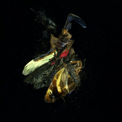 Insecticide 18, 2009 (photographie de type C) - Mat Collishaw
