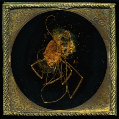 Insecticide 5, 2006 (photographie de type C) - Mat Collishaw