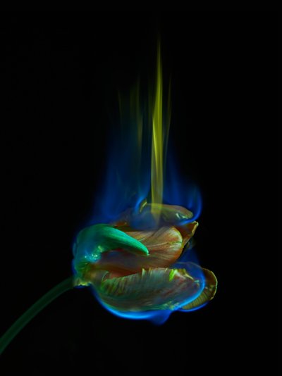 La page empoisonnée, 2013 (photographie C-type) - Mat Collishaw
