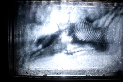 Wormery, 2009 (bois, verre, acier, projecteur et lecteur) - Mat Collishaw