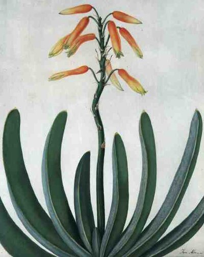 Aloe Striata - Matilda Conyers
