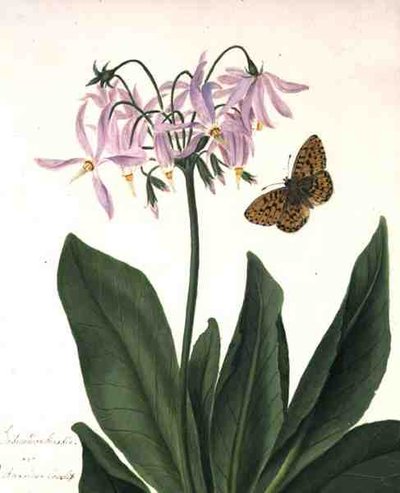 Dodecatheon Meadia et papillon - Matilda Conyers