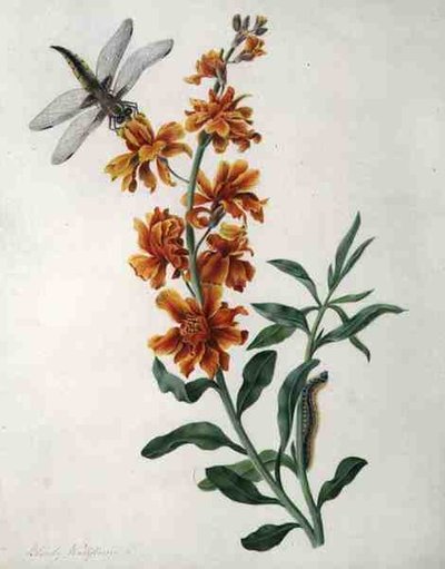 Erysium Cheiri avec libellule et chenille - Matilda Conyers