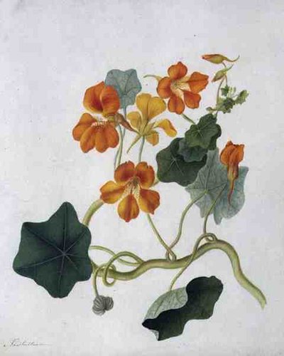 Tropaeolum - Matilda Conyers