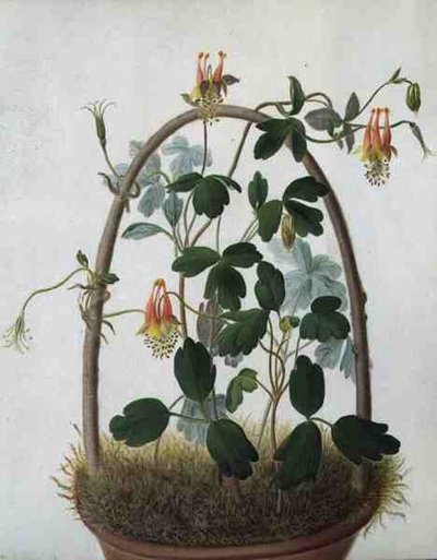 Tropaeolum Tuberosum - Matilda Conyers