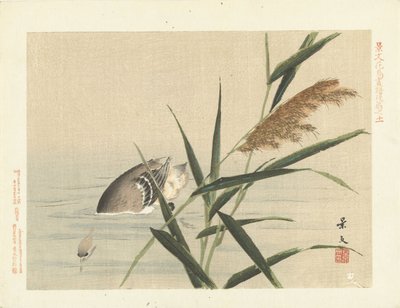Canard plongeant près des roseaux - Matsumura Keibun