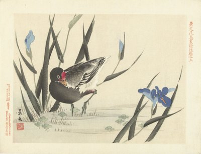 Foulque parmi les iris bleus - Matsumura Keibun