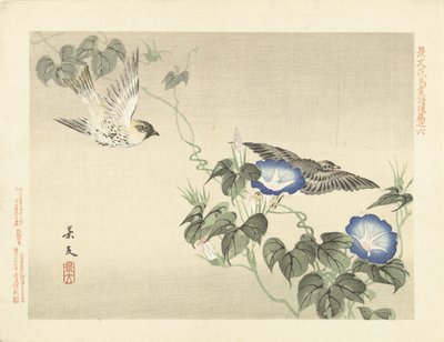 Deux oiseaux volant près d