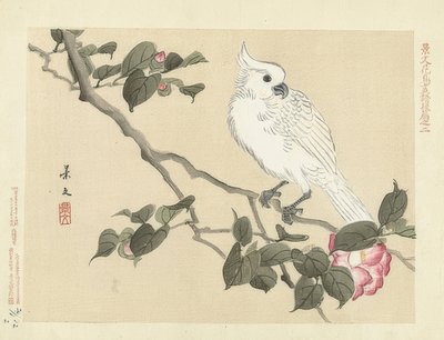 Cacatoès blanc sur une branche de camélia. 1892 - Matsumura Keibun