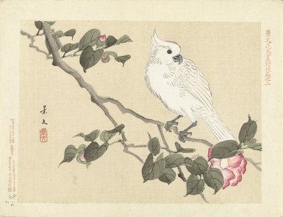 Cacatoès blanc sur une branche de camélia - Matsumura Keibun