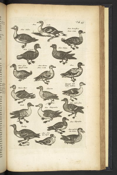Tab 49, Canards, Illustration de 