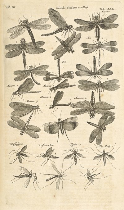 Tab III, Libellules, Illustration de 