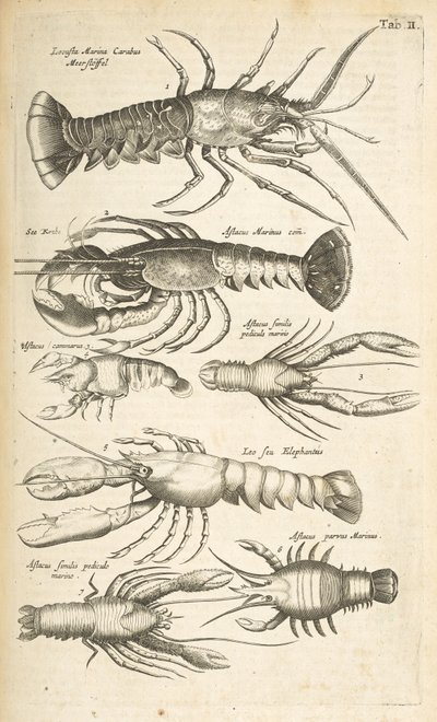 Tab II, Homards, Illustration de 