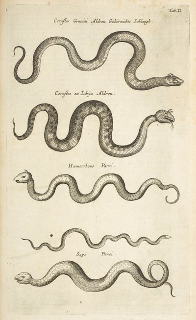 Tab II, Serpents, Illustration de 