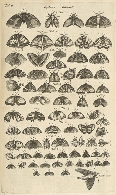 Tab. IV, Papillons et mites, Illustration de 
