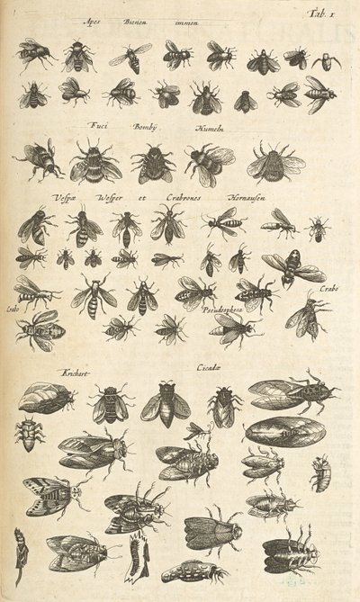 Tab I, Abeilles et guêpes, Illustration de 