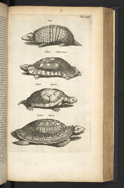 Tab LXXX, Tortues, illustration de 