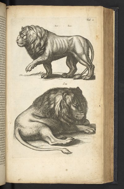 Tab L, Lions, illustration de 