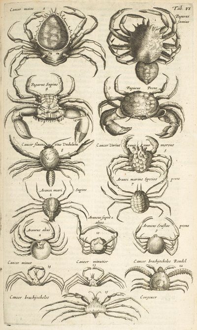 Tab VI, Crabes, Illustration de 