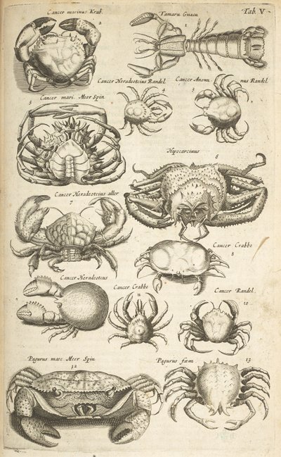 Tab V, Crabes, Illustration de 
