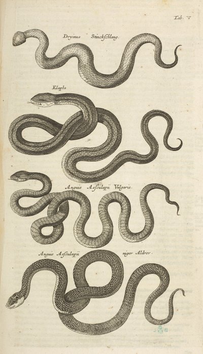 Tab V, Serpents, Illustration de 