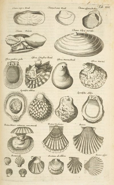 Tab XIIII, Divers coquillages, Illustration de 