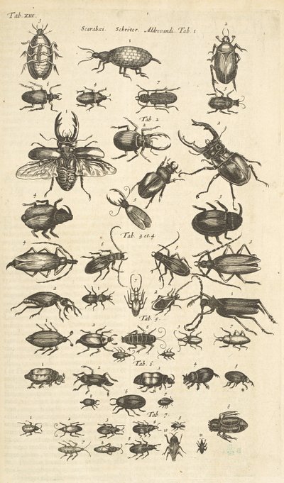 Tab XIII, Coléoptères, Illustration de 