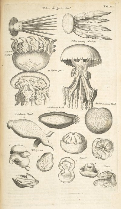 Tab XIX, Méduses, Concombre de mer et autres formes de vie marine, Illustration de 