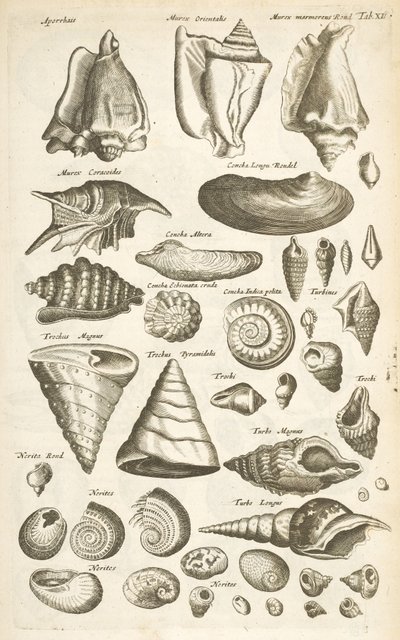 Tab XI, Divers coquillages, Illustration de 