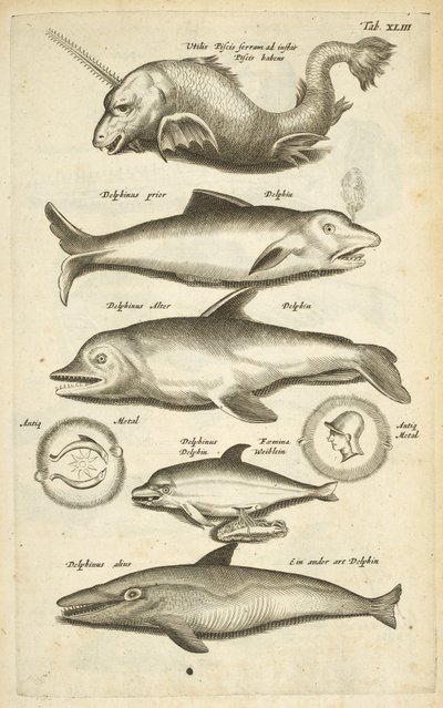 Tab XLIII, Dauphins, Illustration de 
