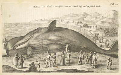 Tab XLII, Baleine, Illustration de 