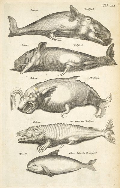 Tab XLI, Baleines, Illustration de 