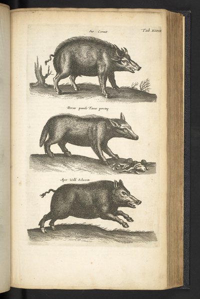 Tab XLVIII, Sanglier, Illustration de 