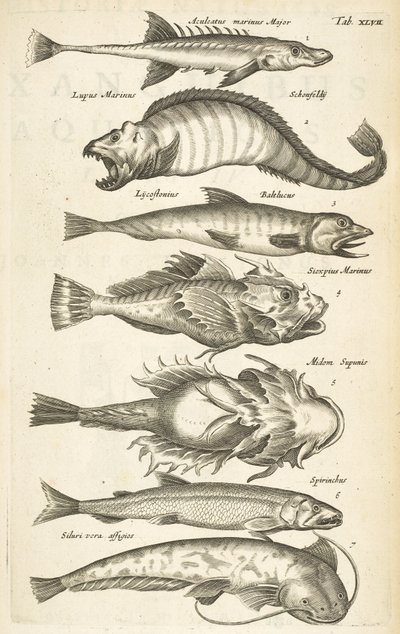 Tab XLVII, Espèces de poissons, Illustration de 