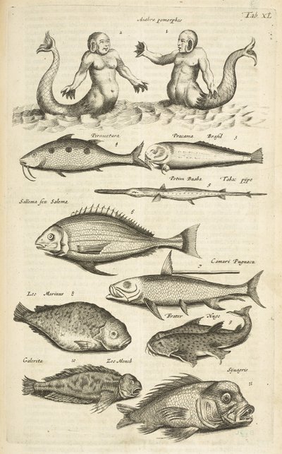 Tab XL, Anthropomorphos; Sirène; Triton; Poisson tropical, Illustration de 