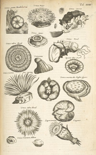 Tab XVIII, Vie marine, Illustration de 