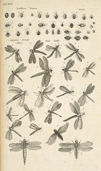 Tab XVII, Libellules, Illustration de 