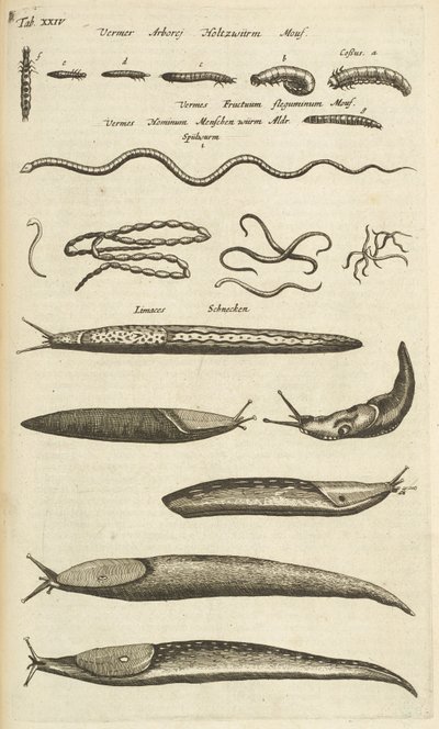 Tab XXIV, Limaces et vers, Illustration de 