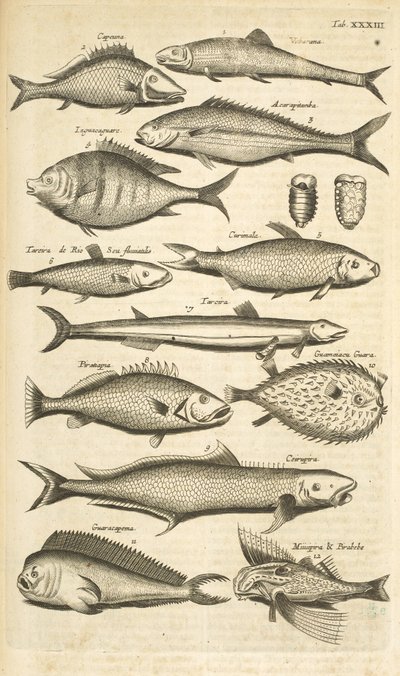 Tab. XXXIII, Poissons épineux, Illustration de 