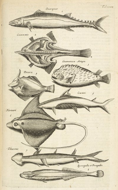 Tab XXXIX, Espèces de poissons, Illustration de 